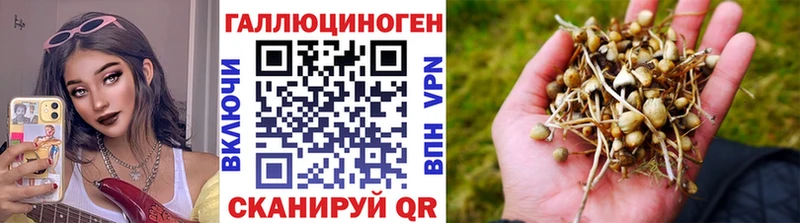 Купить  Новоалтайск  Галлюциногенные грибы Psilocybe 